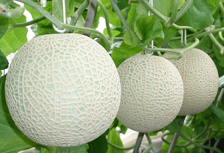 【令和8年5月発送／先行予約】鴨川ぷれみあむ『千葉アクアメロン』旬の大玉 １個 × ３カ月　[0030-0095]