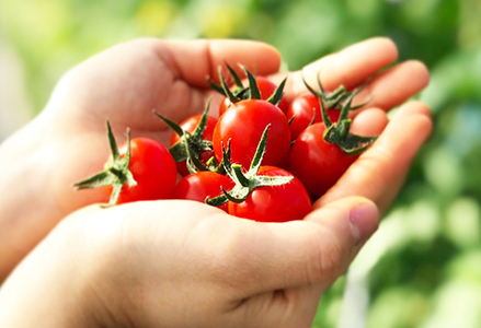 【匠の一粒～べにすずめ～】タイヨウのトマトジュース 200ml×12本　[0020-0075]