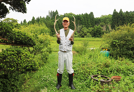 工芸・壁飾に】天然 日本鹿の角 一対（小サイズ：約40cm） [0020-0068