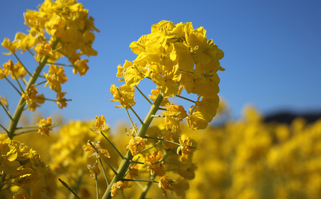 【鴨川印刷】ななちゃんTシャツ＆トートバッグセット [0010-0127]