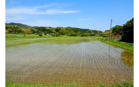 【令和5年産】川名一将さんちの長狭米　コシヒカリ10kg【精米】 [0017-0003]