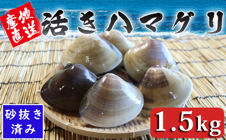 [日時指定必須]いずみや鮮魚店の活きハマグリ 1.5kg[0020-0074]