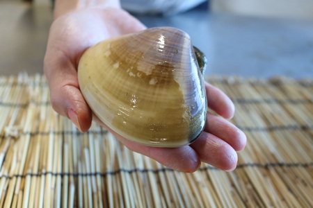 [日時指定必須]いずみや鮮魚店の活きハマグリ 1.5kg[0020-0074]