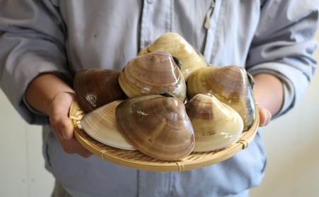 [日時指定必須]いずみや鮮魚店の活きハマグリ 1.5kg[0020-0074]