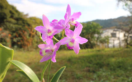 【大場蘭園発】鑑賞用 洋ラン2品種セット [0020-0072]