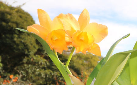 【大場蘭園発】鑑賞用 洋ラン2品種セット [0020-0072]