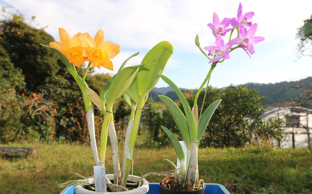 【大場蘭園発】鑑賞用 洋ラン2品種セット [0020-0072]