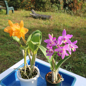 【大場蘭園発】鑑賞用 洋ラン2品種セット [0020-0072]