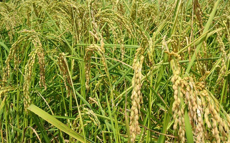 【令和7年産】嶺南ファームの嶺岡米「いのちの壱」 10kg　[0040-0021]