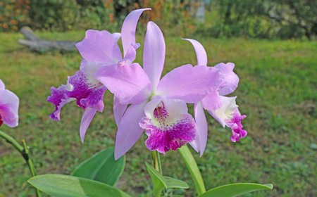 【大場蘭園発】鑑賞用 洋ラン3品種セット [0030-0108]