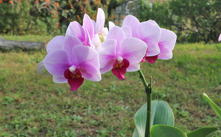 【大場蘭園発】鑑賞用 洋ラン3品種セット [0030-0108]