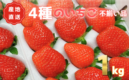 【不揃いだから大量！】あま～い完熟いちご1kg