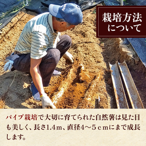 【 先行予約 】自然薯 【 約1.15kg 】 1本 千葉県産 11月上旬頃～順次発送 | マルショー農園 パイプ 栽培 ベテラン農家 長期保存 じねんじょ とろろ やまいも 山芋の卵焼き 麦とろご飯 ネバネバ丼 とろろそば 君津市 きみつ 千葉県