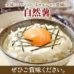 【 先行予約 】自然薯 【 約1.15kg 】 1本 千葉県産 11月上旬頃～順次発送 | マルショー農園 パイプ 栽培 ベテラン農家 長期保存 じねんじょ とろろ やまいも 山芋の卵焼き 麦とろご飯 ネバネバ丼 とろろそば 君津市 きみつ 千葉県