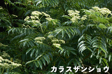 【自然のまま】富津産ハチミツ（7～8月の花）500g×6本 計3kg