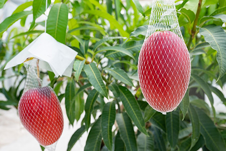 Alon Alon マンゴー（アーウィン）栽培期間中農薬不使用 1kg～1.5kg【6月中旬～7月下旬頃発送】