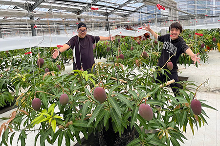 Alon Alon マンゴー（アーウィン）栽培期間中農薬不使用 1kg～1.5kg【6月中旬～7月下旬頃発送】