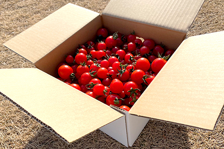 【訳あり】高糖度ミニトマト「宝玉丸」3kg【期間・数量限定】