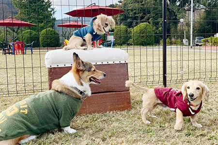 マメノキドッグパーク　ドッグラン 回数券 11回分（犬1匹＋人1人）