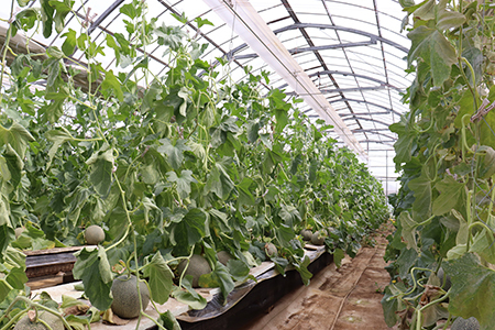 タカミメロン2玉（3kg以上）【6月中旬～7月中旬頃に発送】　本田農園