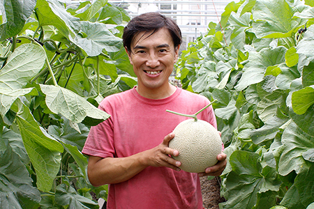 【通年栽培】純系マスクメロン2玉(化粧箱入)【4月発送分】