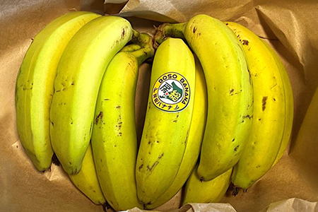 【訳あり】房総バナナ 1kg（6～15本）【農薬未使用】