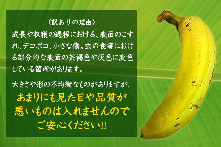 【訳あり】房総バナナ 1kg（6～15本）【農薬未使用】
