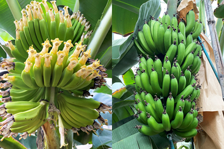 【訳あり】房総バナナ 1kg（6～15本）【農薬未使用】