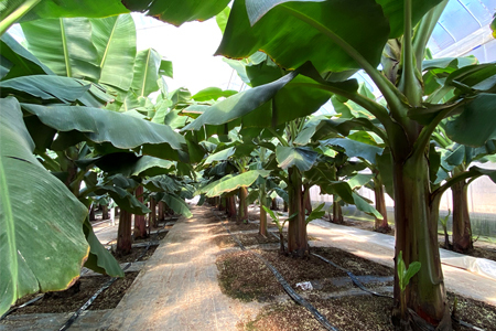 【訳あり】房総バナナ 1kg（6～15本）【農薬未使用】