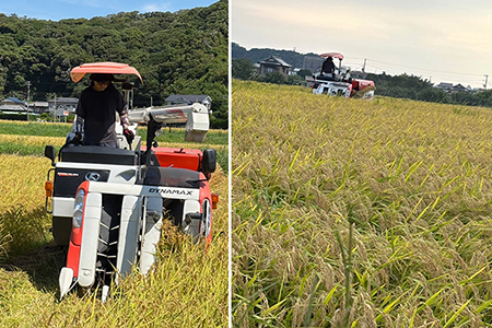 令和7年 千葉富津産「ミルキークイーン」3kg（精米）