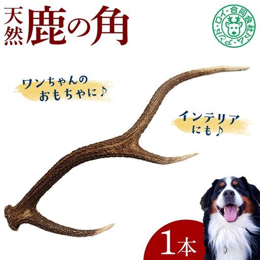 シカの角 1本