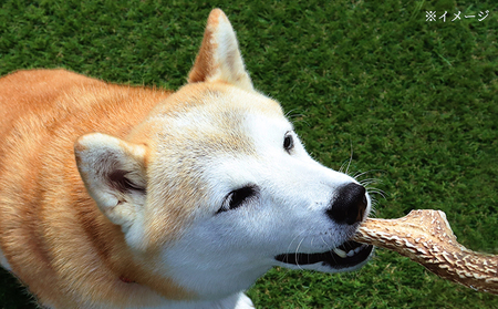 【犬のおもちゃ】シカの角 20cm×2本　中型犬～大型犬用