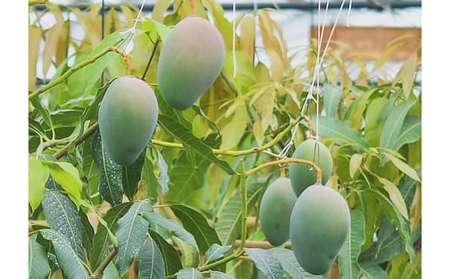 Alon Alon マンゴー（キーツ）栽培期間中農薬不使用 1kg～1.5kg【6月中旬～7月下旬頃発送】