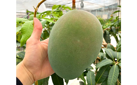 Alon Alon マンゴー（キーツ）栽培期間中農薬不使用 1kg～1.5kg【6月中旬～7月下旬頃発送】