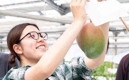 Alon Alon マンゴー（キーツ）栽培期間中農薬不使用 1kg～1.5kg【6月中旬～7月下旬頃発送】