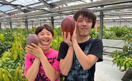 Alon Alon マンゴー（玉文）栽培期間中農薬不使用 1kg～1.5kg【6月中旬～7月下旬頃発送】