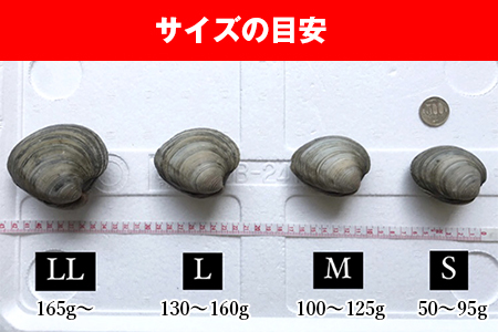 漁師直送 活ホンビノス貝4 5kg Lサイズ 千葉県富津市 ふるさと納税サイト ふるなび