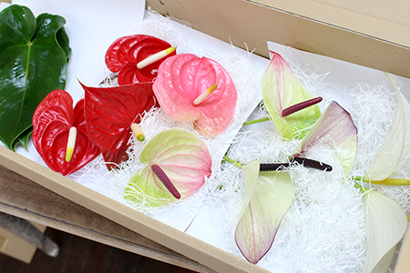 富津産切花アンスリューム（L-Sサイズ）【色合い：おまかせMIX】