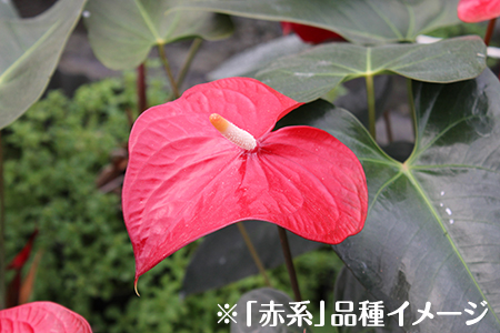 富津産切花アンスリューム（3L-Lサイズ）【色合い：おまかせMIX】