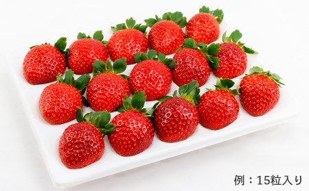 完熟・朝採りいちご400g×2箱（2品種以上／冷蔵） いちごやす農園【１月発送分】