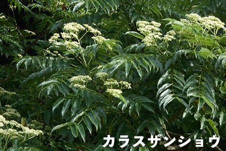 【自然のまま】富津産ハチミツ500g（7～8月の花）