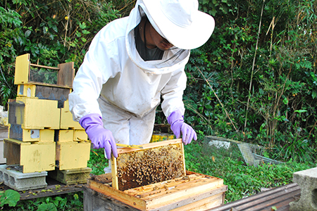 【自然のまま】富津産ハチミツ食べ比べ500g×2本 計1kg