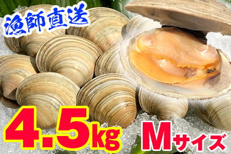 漁師直送！活ホンビノス貝4.5kg（Mサイズ）