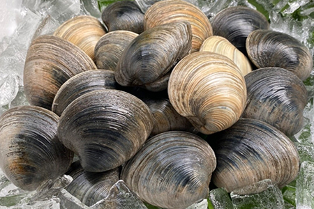 漁師直送！活ホンビノス貝5.5kg（Mサイズ）