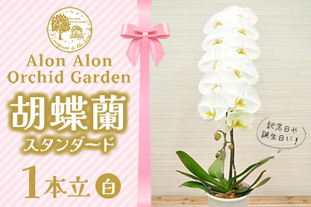 NPO法人Alon Alon 胡蝶蘭（スタンダード）1本立 | 千葉県富津市