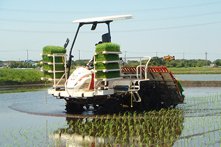 令和7年 富津産「ゆうだい21」20kg（精米）