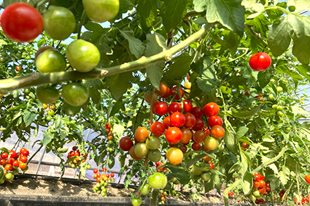 【朝どり直送】高糖度ミニトマト「宝玉丸」200g×12パック 計2.4kg
