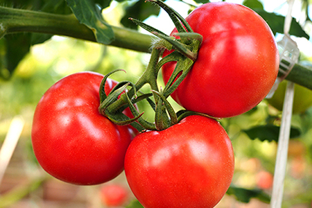 【朝どり直送】高糖度トマト＆ミニトマト「宝玉丸」2.7kg