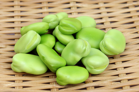 そら豆２kg（さや付き）【3月下旬～4月中旬頃に発送】　本田農園