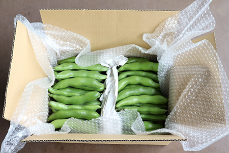 そら豆２kg（さや付き）【3月下旬～4月中旬頃に発送】　本田農園